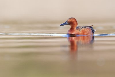cinnamon teal 051210_MG_9273