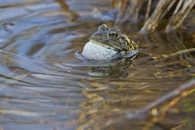 boreal toad 061510IMG_1061