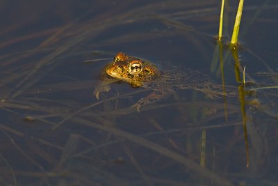 boreal toad 061510IMG_1105