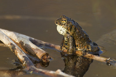 boreal toad 061510IMG_1124