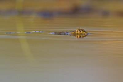 boreal toad 061510IMG_1279