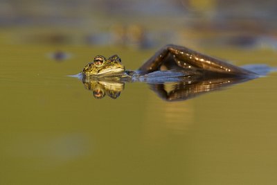 boreal toad 061510IMG_1293