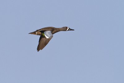 blue-winged teal 061610IMG_1783