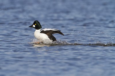 common goldeneye 061610IMG_1817
