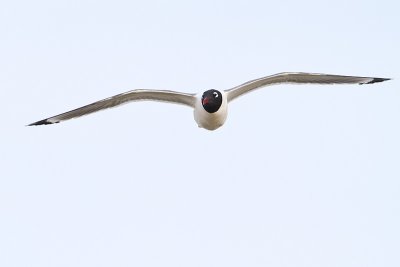 franklin's gull 061710IMG_2511