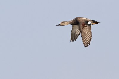 gadwall 061610IMG_1863