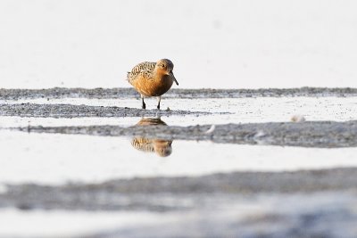 red knot 061710IMG_2849