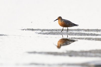 red knot 061710IMG_2854