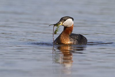 red-necked grebe 061610IMG_1846