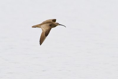 whimbrel 061710IMG_2123