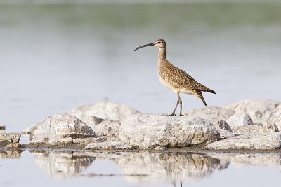 whimbrel 061710IMG_2316