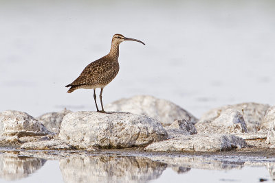 whimbrel 061710IMG_2378