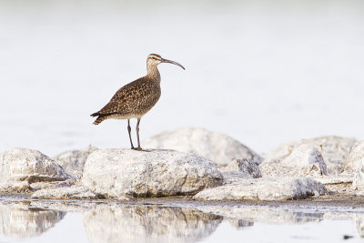 whimbrel 061710IMG_2402