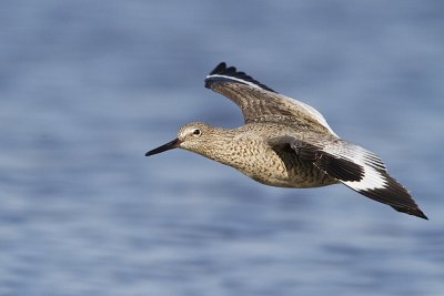 willet 061610IMG_1888