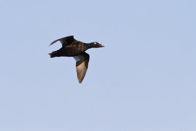 white-winged scoter 061610IMG_1430