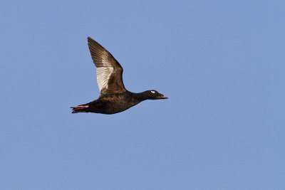 white-winged scoter 061610IMG_1434