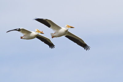 american white pelicans 062410IMG_5610