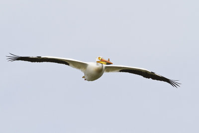 american white pelican 062410IMG_5618