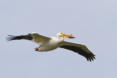 american white pelican 062410IMG_5624