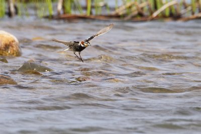 chestnut-collared longspur 062410IMG_5744