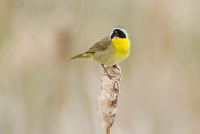 common yellowthroat 062210IMG_3624