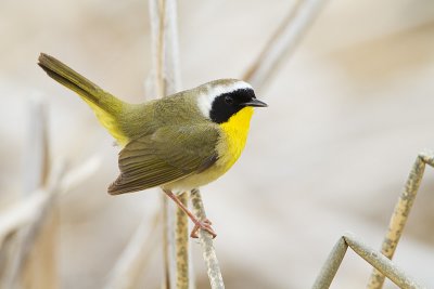common yellowthroat 062210IMG_3859