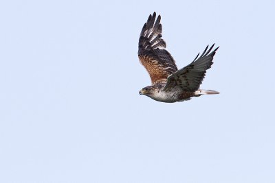 ferruginous hawk 062110IMG_3010