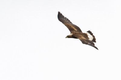 golden eagle 062210IMG_4054