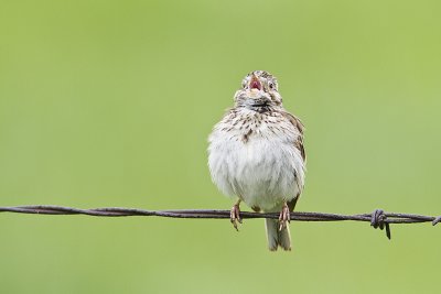 vesper sparrow 062210IMG_3164