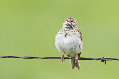 vesper sparrow 062210IMG_3191