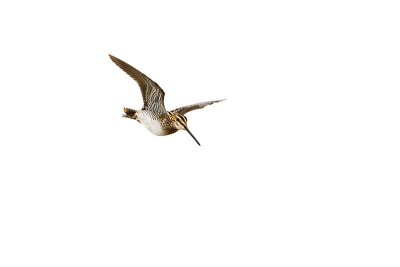 wilson's snipe 062210IMG_3592