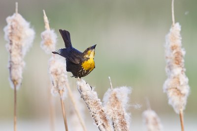 yellow-headed blackbird 062310IMG_5049