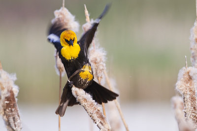 yellow-headed blackbird 062310IMG_5056