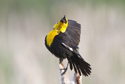 yellow-headed blackbird 062310IMG_5093