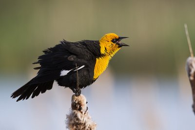 Yellow-headed Blackbirds