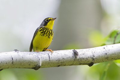 canada warbler 060610_MG_9084