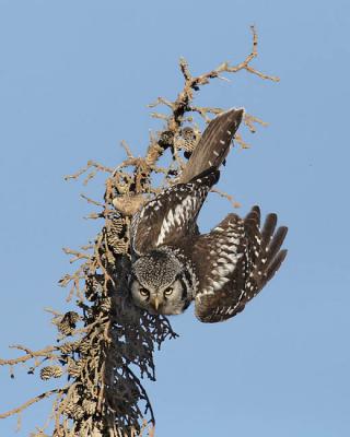 northern hawk owl 5061