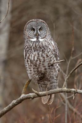 great gray owl 5453