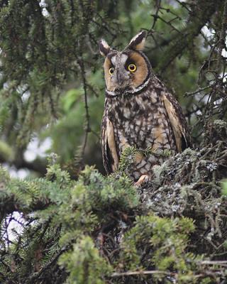 long-eared owl 0310