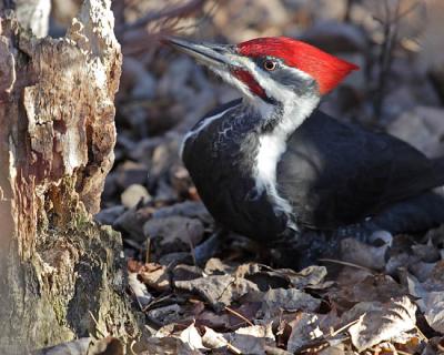 pileated woodpecker 5262