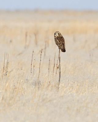 short-eared owl 5571