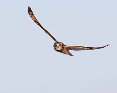 short-eared owl 5644