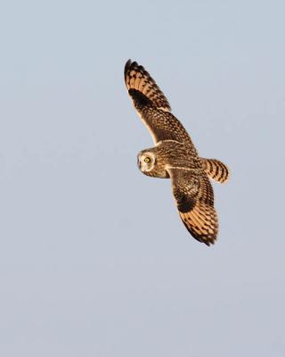 short-eared owl 5652