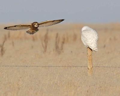 short-eared & snowy owls 5713