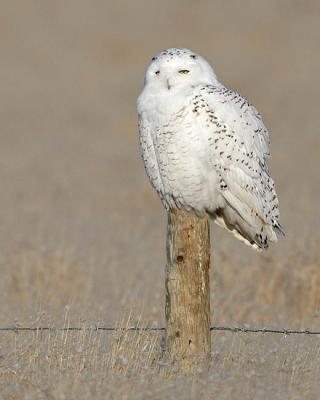 snowy owl 5669