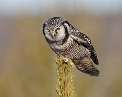 northern hawk owl 5832