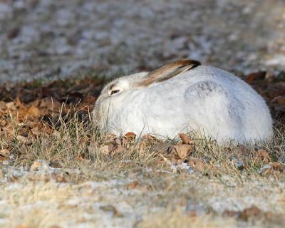 white-tailed jackrabbit 5971