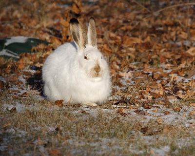white-tailed jackrabbit 5976