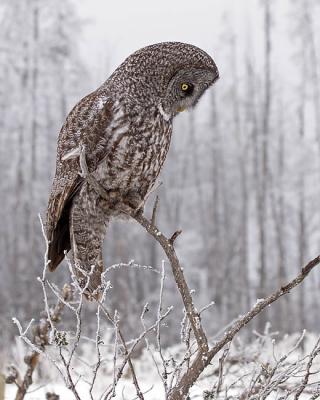 great gray owl 7196