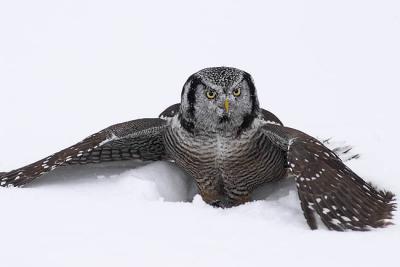 northern hawk owl 21